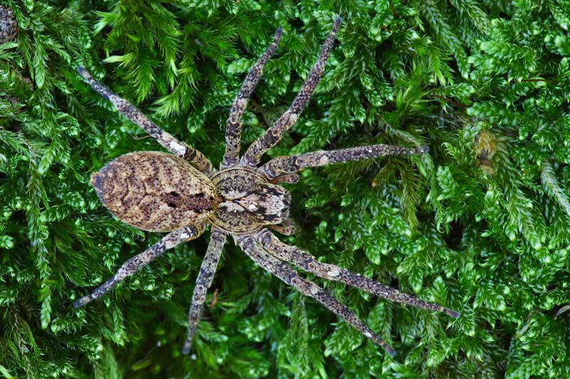 Zoropsis  sp.